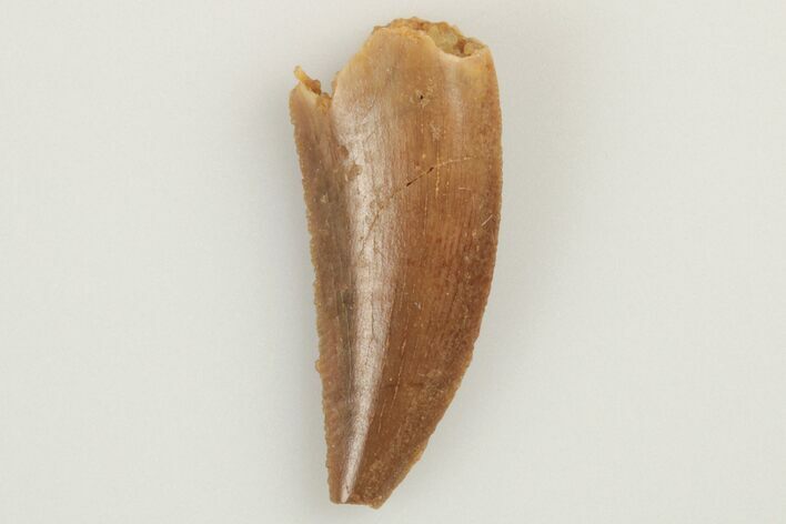 Serrated, Raptor Tooth - Real Dinosaur Tooth #193063